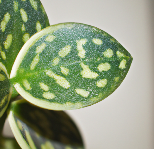 5 COMMON HOUSEPLANT PROBLEMS AND HOW TO FIX THEM