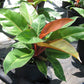 PHILODENDRON PRINCE OF ORANGE