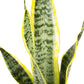 SANSEVIERIA LAURENTII (SNAKE PLANT)