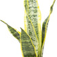 SANSEVIERIA LAURENTII (SNAKE PLANT)