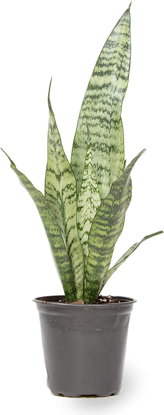 SANSEVIERIA ZEYLANICA (SNAKE PLANT)